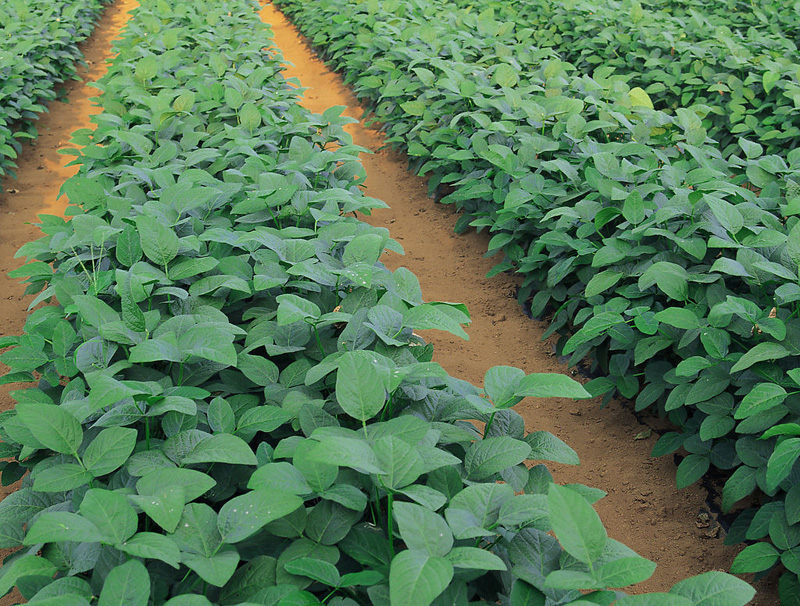 China Organo Silicone Agent - China Supplier China Organo Silicone Agent - China Supplier