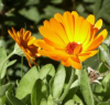 China Calendula plant extract - China Supplier China Calendula plant extract - China Supplier