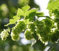 China European Hop Spike plant extract - China Supplier China European Hop Spike plant extract - China Supplier