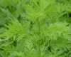China Sweet wormwood plant extract - China Supplier China Sweet wormwood plant extract - China Supplier