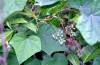 China Sinomenium Acutum plant extract - China Supplier China Sinomenium Acutum plant extract - China Supplier