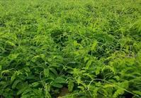 China Vine tea plant extract - China Supplier China Vine tea plant extract - China Supplier
