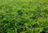 China Vine tea plant extract - China Supplier China Vine tea plant extract - China Supplier