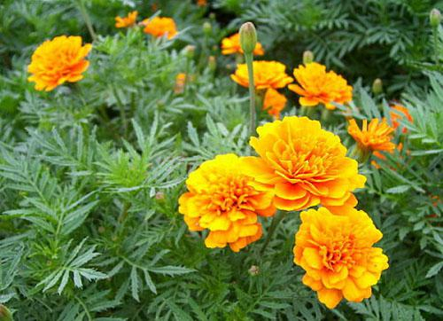 China Marigold plant extract - China Supplier China Marigold plant extract - China Supplier