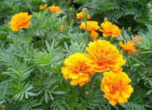 China Marigold plant extract - China Supplier