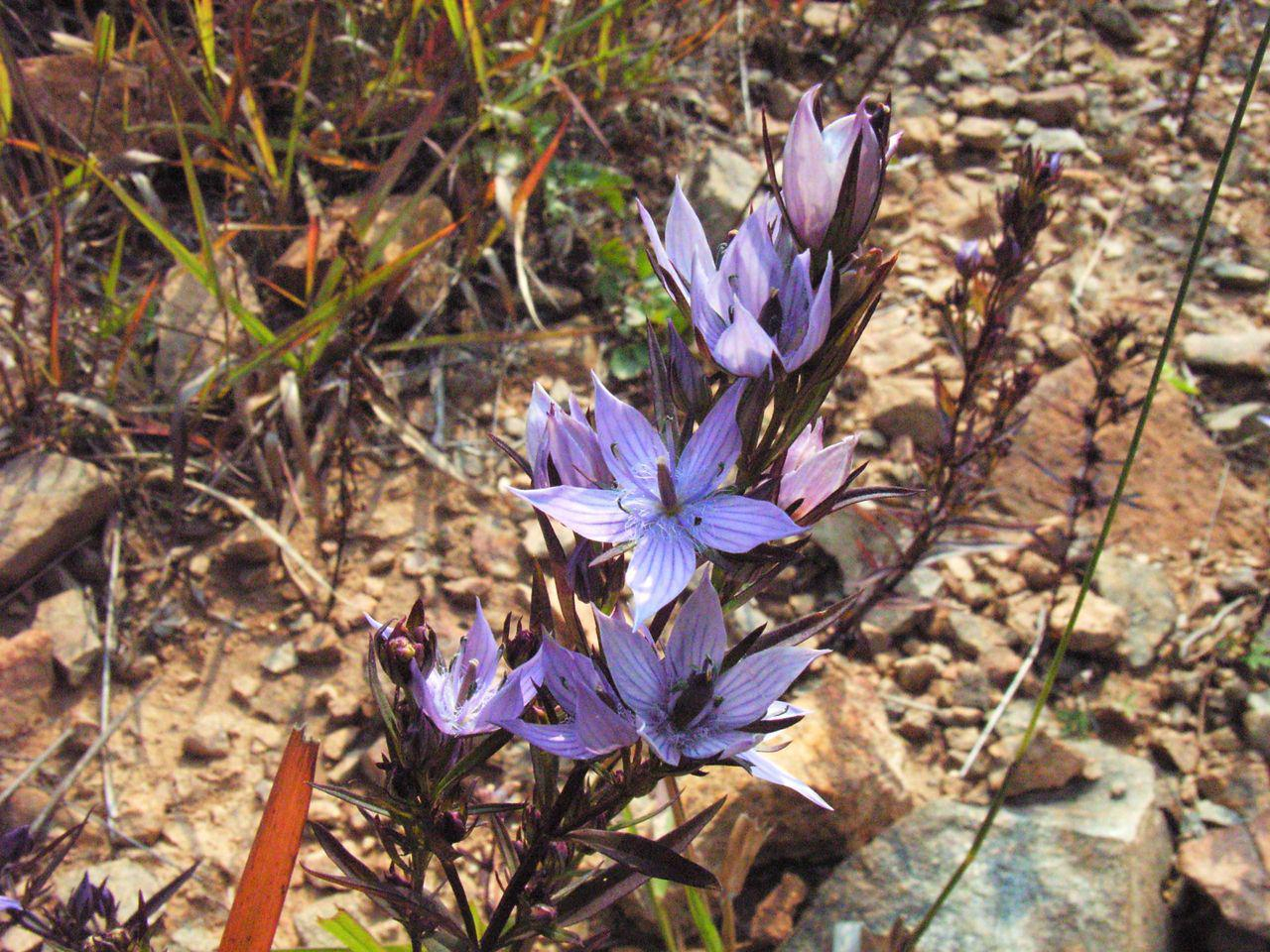 China Swertia plant extract - China Supplier China Swertia plant extract - China Supplier
