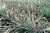 China Agricultural Silicone Spreading and Penetrating Agent - China Supplier China Agricultural Silicone Spreading and Penetrating Agent - China Supplier