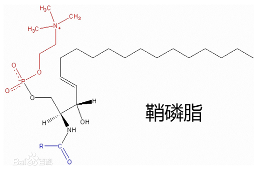 China sphingomyelin - China Supplier
