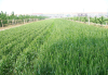 China an ingredient in Agrochemical formulations - China Supplier China an ingredient in Agrochemical formulations - China Supplier