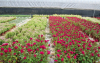 China Silicone Surfactant for Agricultural Silicone Adjuvant - China Supplier China Silicone Surfactant for Agricultural Silicone Adjuvant - China Supplier