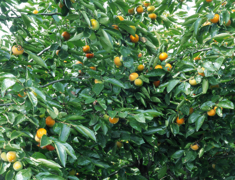 China Agricultural Agent - China Supplier China Agricultural Agent - China Supplier