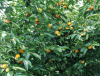 China Agricultural Agent - China Supplier China Agricultural Agent - China Supplier