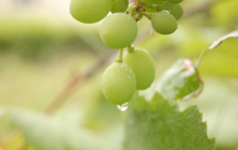China Agricultural Tank Mix - China Supplier
