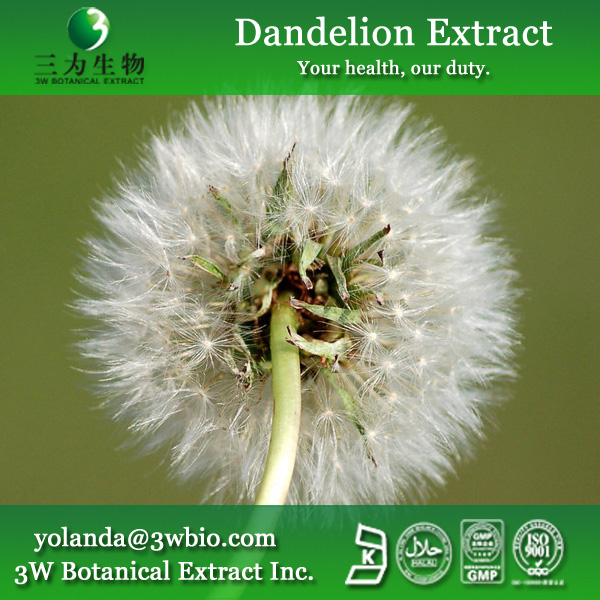 China Dandelion Extract - China Supplier