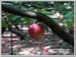 China Green coffee bean extract - China Supplier