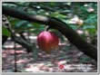 China Green coffee bean extract - China Supplier