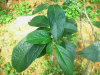China Chlorogenic acid - China Supplier China Chlorogenic acid - China Supplier