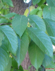 China Aucubin - China Supplier China Aucubin - China Supplier