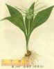 China GymnemasideI - China Supplier China GymnemasideI - China Supplier