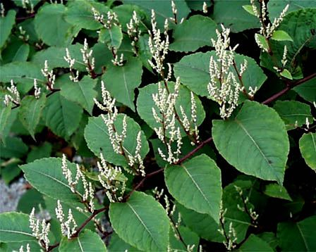 China Resveratrol - China Supplier