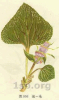 China Lamiophlomis rotata extract - China Supplier