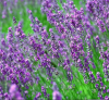 China Rosemary extract rosmanol - China Supplier