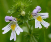 China China Eyebright extract manufacturer - China Supplier