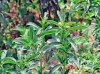 China Stevioside - China Supplier