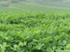 China Steviol - China Supplier