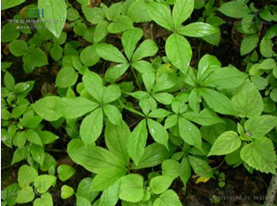 China Acanthopanax Extract - China Supplier China Acanthopanax Extract - China Supplier