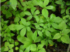 China Acanthopanax Extract - China Supplier China Acanthopanax Extract - China Supplier