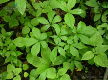 China Acanthopanax Extract - China Supplier