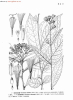 China Black cohosh extract - China Supplier