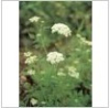 China Osthole Common cnidium extract - China Supplier China Osthole Common cnidium extract - China Supplier