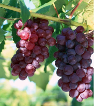 China Grape seed extract,Proanthocyanidins - China Supplier