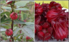 China Roselle extract,Hibiscus sabdariffa - China Supplier China Roselle extract,Hibiscus sabdariffa - China Supplier
