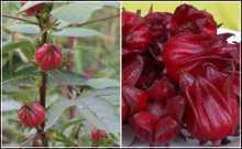 China Roselle extract,Hibiscus sabdariffa - China Supplier