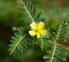 China Tribulus terrestris fruit - China Supplier China Tribulus terrestris fruit - China Supplier