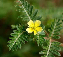 China Tribulus terrestris fruit - China Supplier