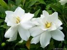China Gardenia extract - China Supplier