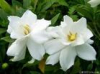 China Gardenia extract - China Supplier