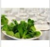 China Thyme Extract - China Supplier China Thyme Extract - China Supplier