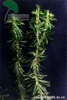 China Huperzia serrata extract - China Supplier