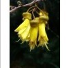 China Quercetin 98% - Sophora flower bud extract - China Supplier