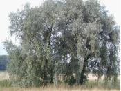 China White willow bark P.E. - China Supplier