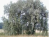 China White willow bark P.E. - China Supplier