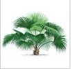 China Saw palmetto extract - China Supplier