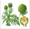 China Artichoke Extract (Cynara scolymus L.) - China Supplier China Artichoke Extract (Cynara scolymus L.) - China Supplier