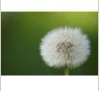 China Dandelion extract - China Supplier China Dandelion extract - China Supplier