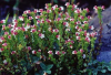 China Eyebright extract - China Supplier